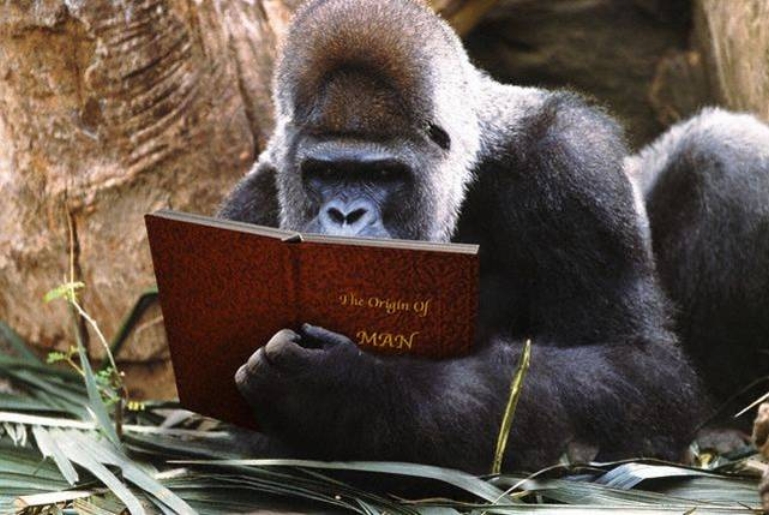 Gorilla_Reading.jpg